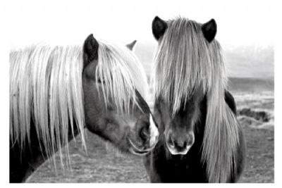 Islandske Heste